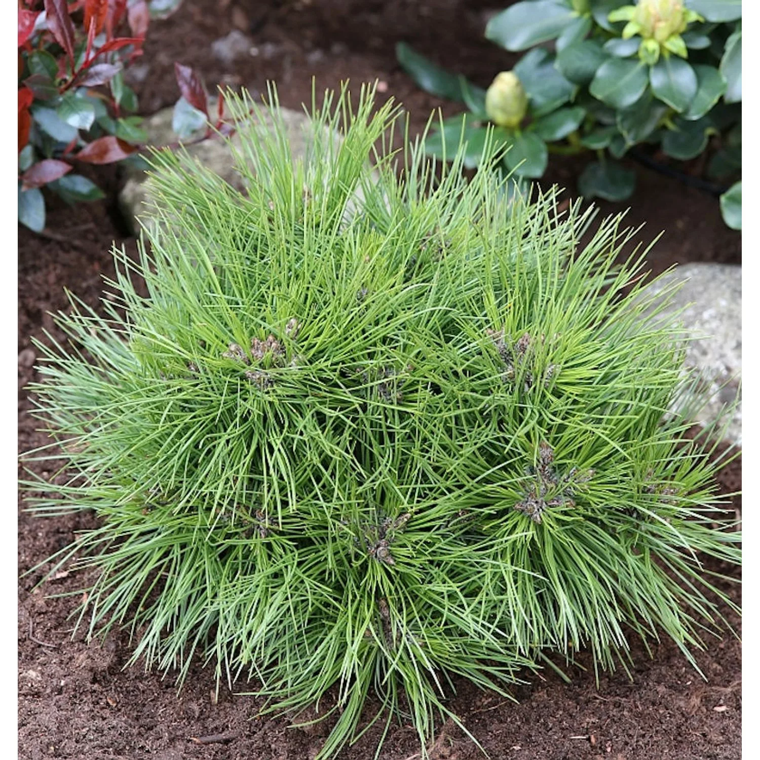 Zwergschwarzkiefer Marie Bregeon 20-25cm - Pinus nigra günstig online kaufen