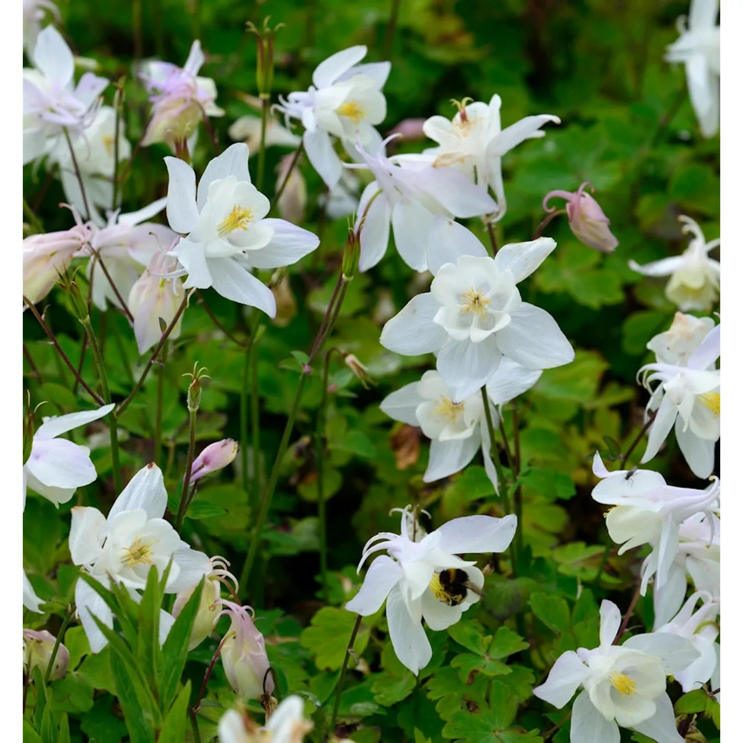 Zwergakelei Spring Magic Weiß - Aquilegia flabellata günstig online kaufen