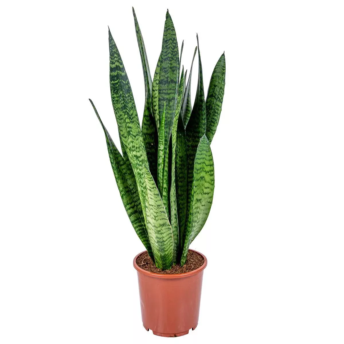 Casa Caron | Sansevieria zeylanica günstig online kaufen