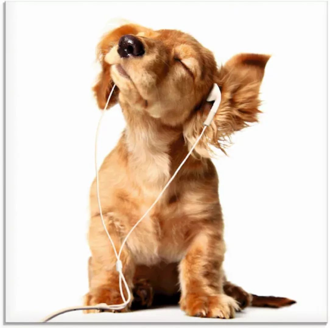Artland Glasbild "Junger Hund hört Musik über Kopfhörer", Haustiere, (1 St. günstig online kaufen