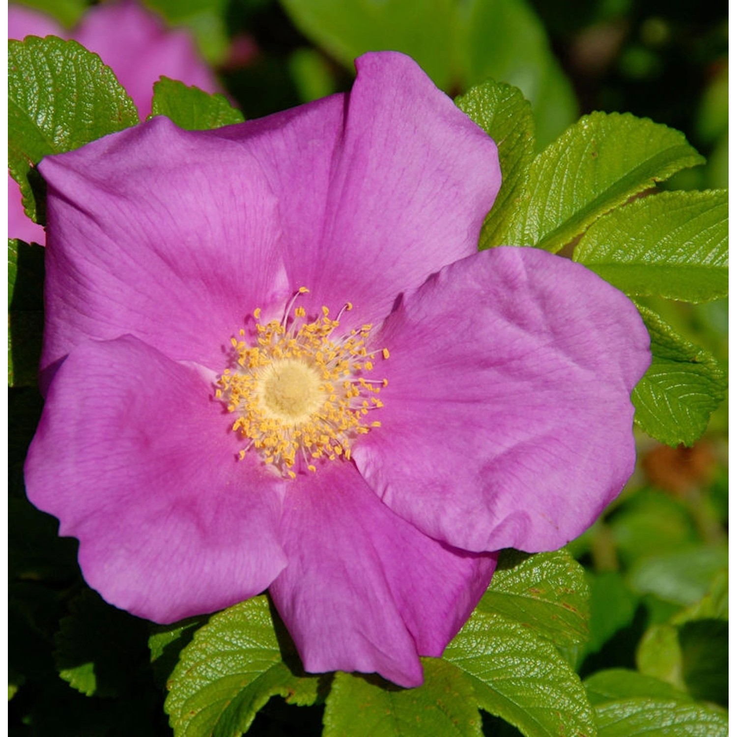 Apfelrose 40-60cm - Rosa rugosa günstig online kaufen