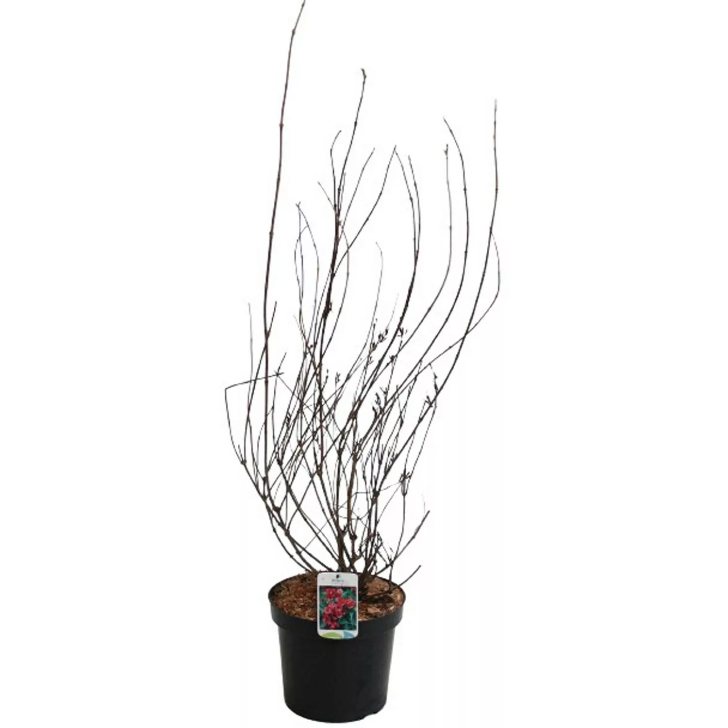 GROW by OBI Weigelie Bristol Ruby Rot Höhe ca. 60 - 80 cm Topf ca. 7,5 l günstig online kaufen