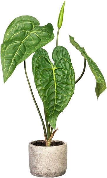 Creativ green Künstliche Zimmerpflanze "Anthurie", im Zementtopf günstig online kaufen