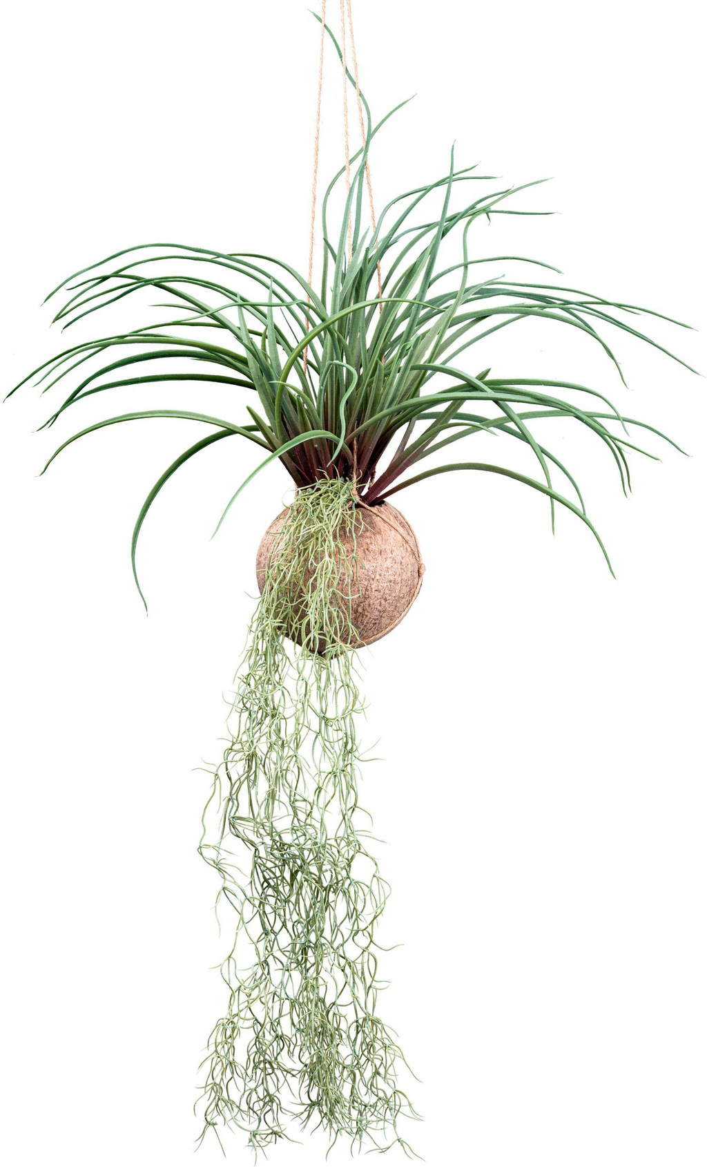 Creativ green Kunstranke "Tillandsia Stricta", in natürlicher Kokosschale günstig online kaufen