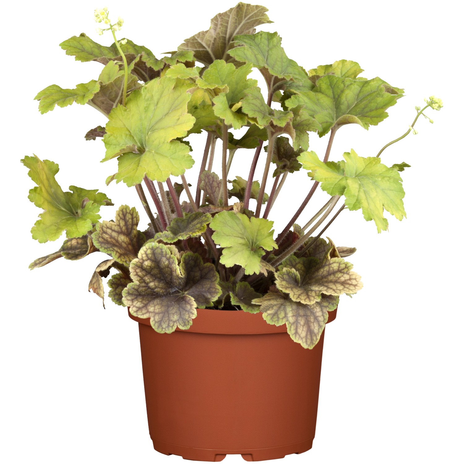 Purpurglöcken Gelb Topf-Ø ca. 13 cm Heuchera günstig online kaufen