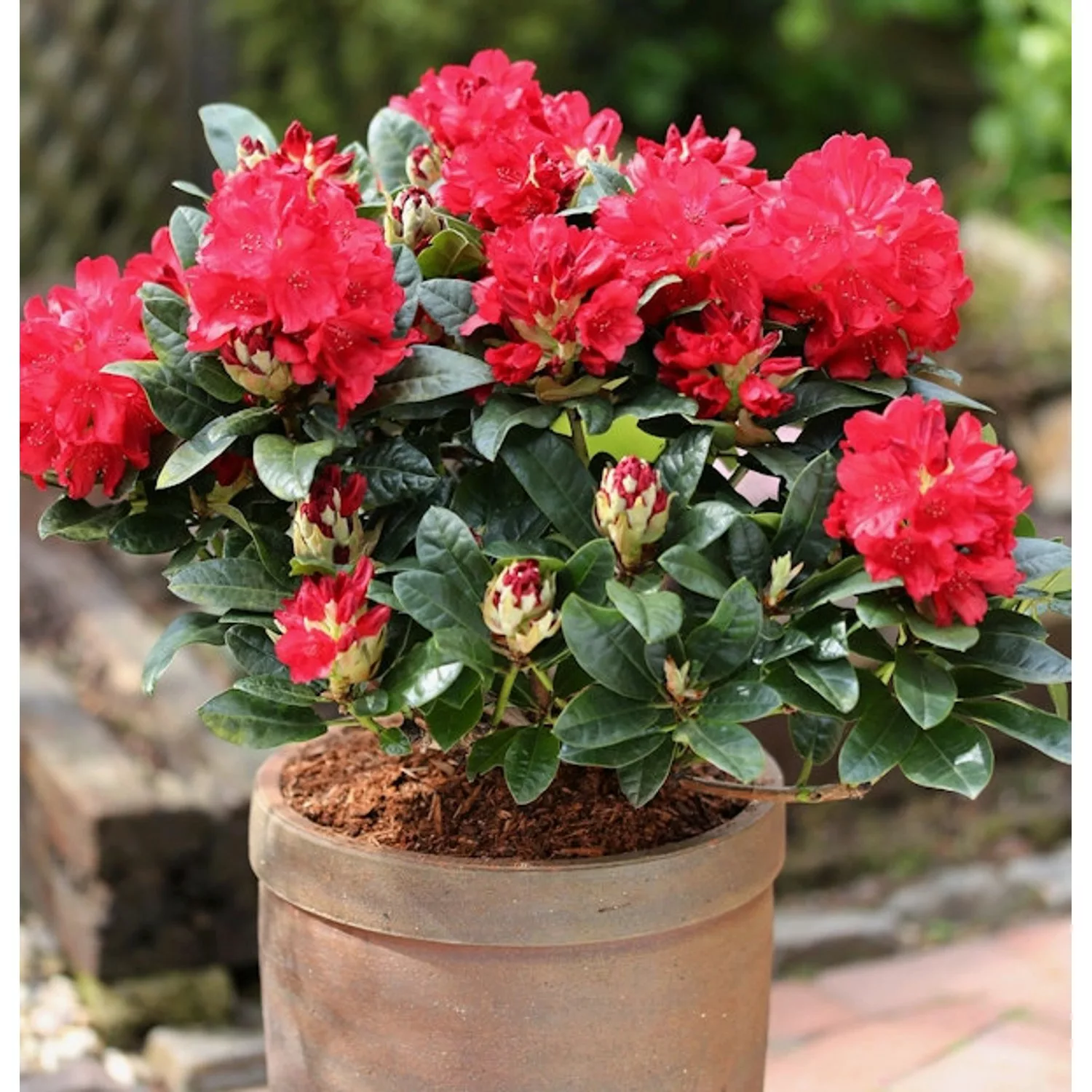 INKARHO - Großblumige Rhododendron Lisetta 40-50cm - Alpenrose günstig online kaufen