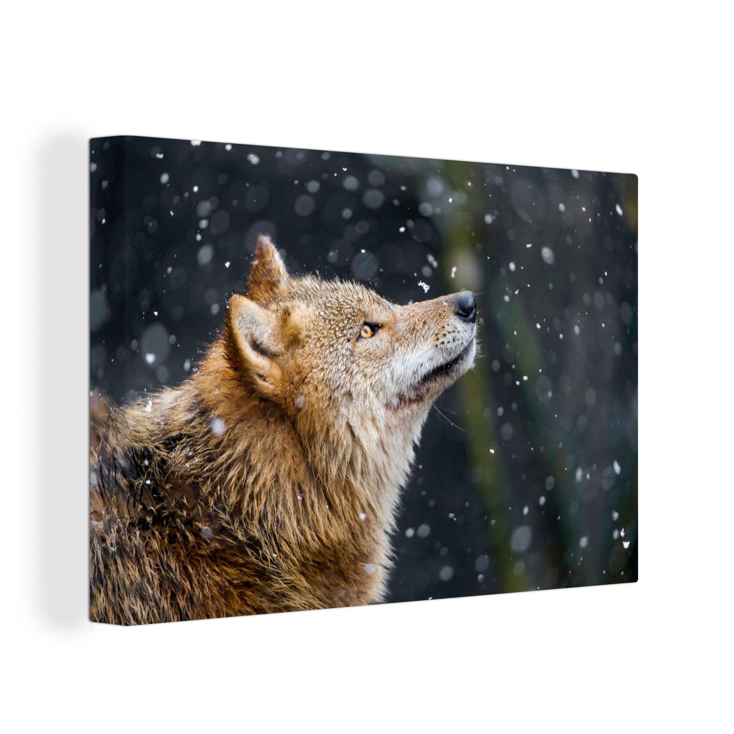 OneMillionCanvasses® Leinwandbild Wolf - Fell - günstig online kaufen