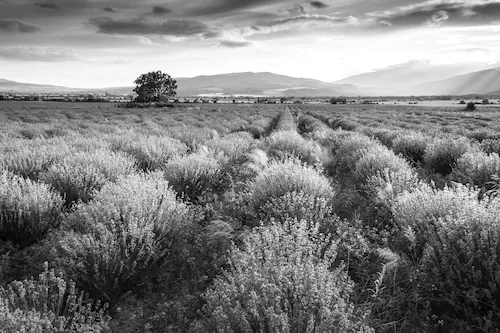 Papermoon Fototapete »Landschaft Schwarz & Weiß« günstig online kaufen