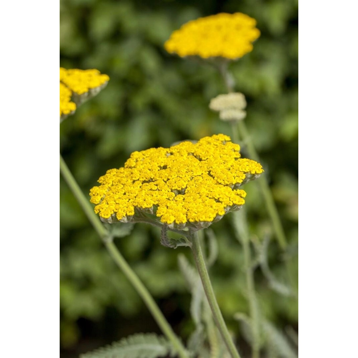 Achillea Filipendulina Schafgarbe Coronation Gold Ca. 9x9 cm Topf günstig online kaufen