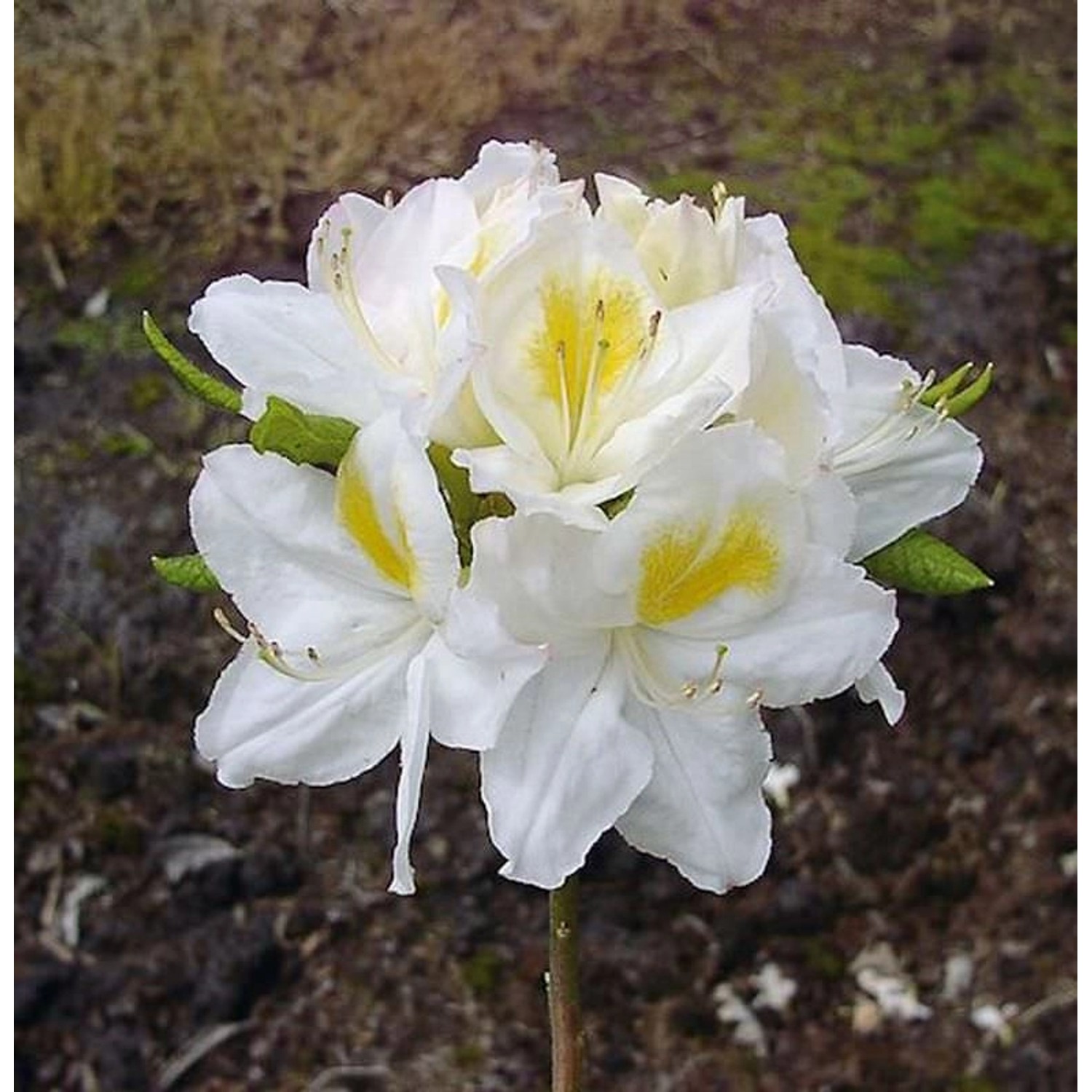 Azalee Persil 60-70cm - Rhododendron luteum - Alpenrose günstig online kaufen