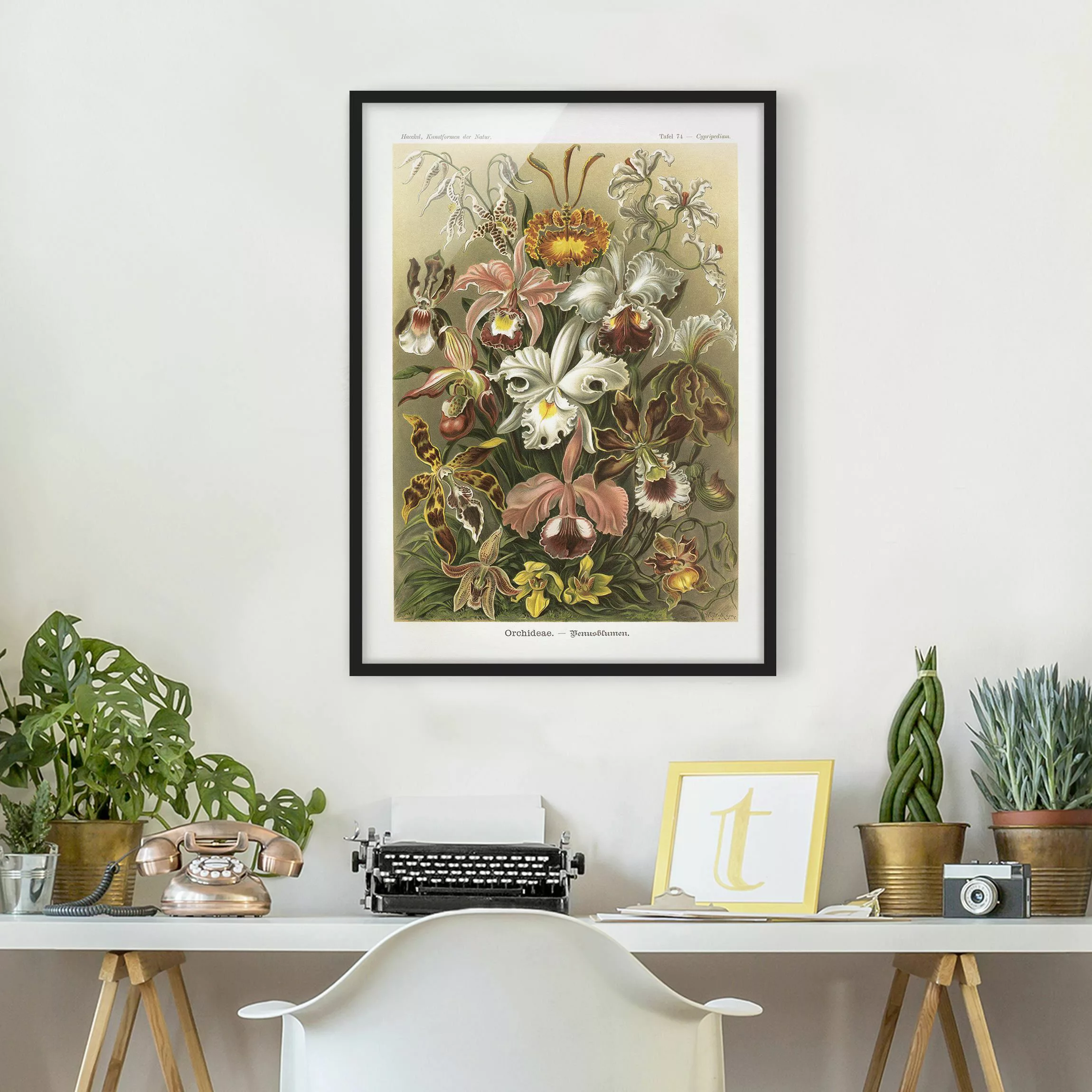 Bild mit Rahmen Blumen - Hochformat Vintage Lehrtafel Orchidee günstig online kaufen