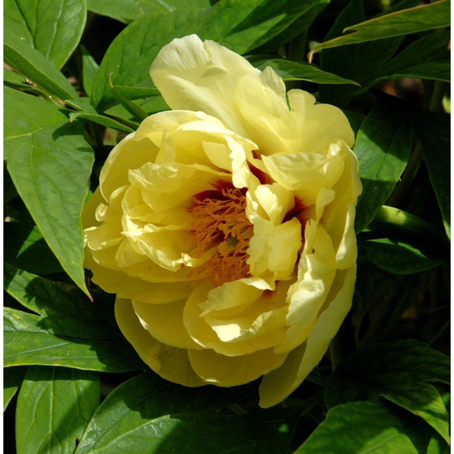 Strauchpfingstrose Hai Huang - Paeonia suffruticosa günstig online kaufen