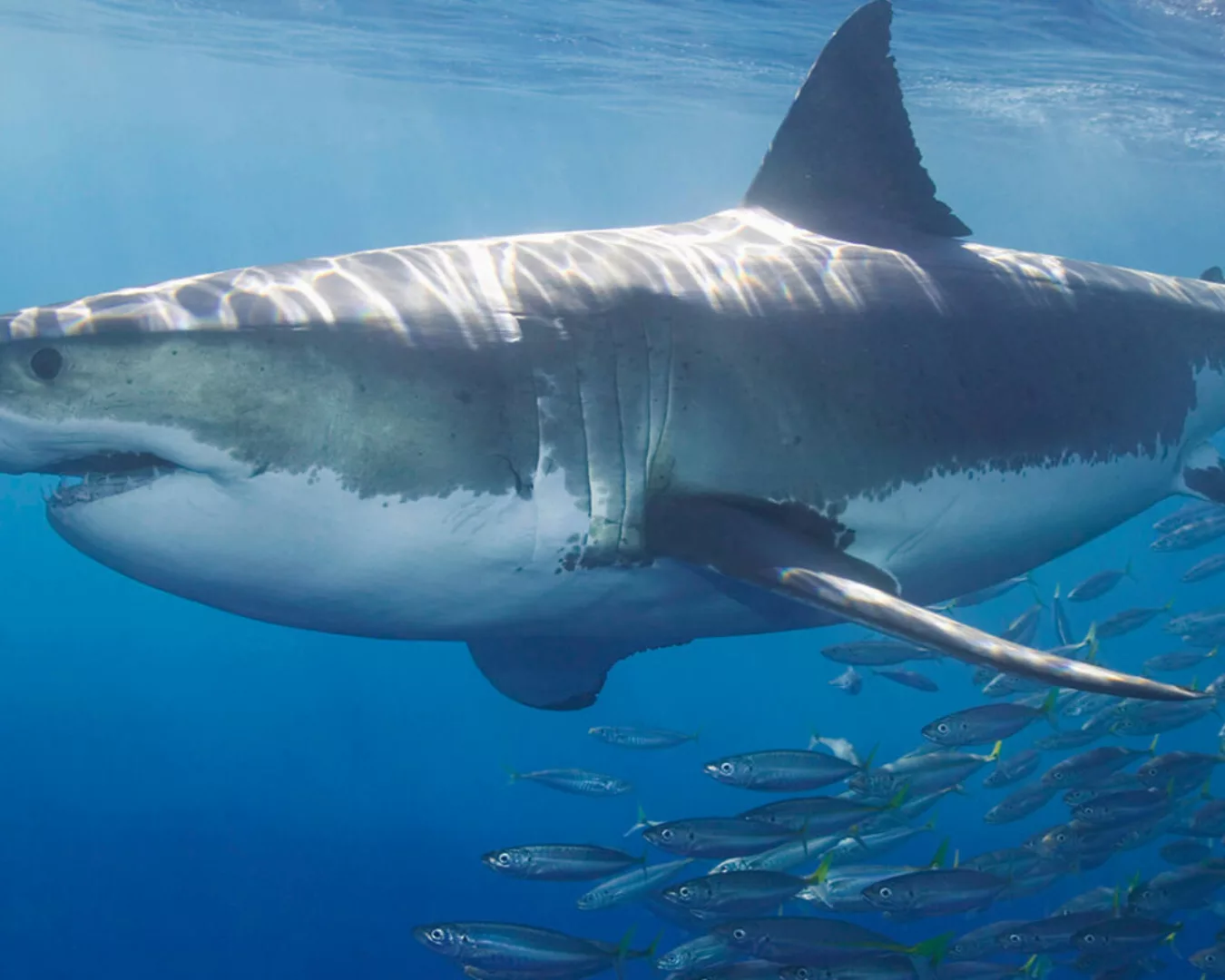 Fototapete "Weier Hai" 4,00x2,50 m / Glattvlies Perlmutt günstig online kaufen