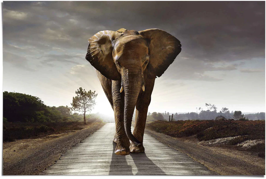 Reinders Poster "Elefant Wanderung", (1 St.) günstig online kaufen