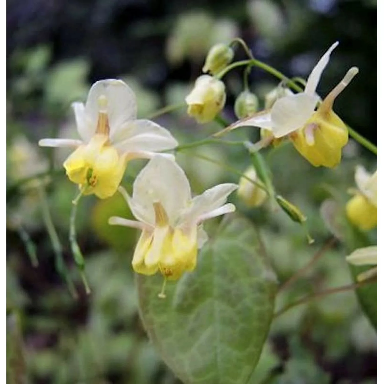 Elfenblume Sphinx Twinkler - Epimedium cultorum günstig online kaufen