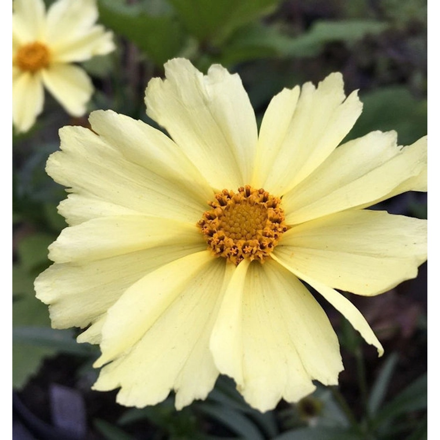 Mädchenauge Full Moon - Coreopsis cultorum günstig online kaufen