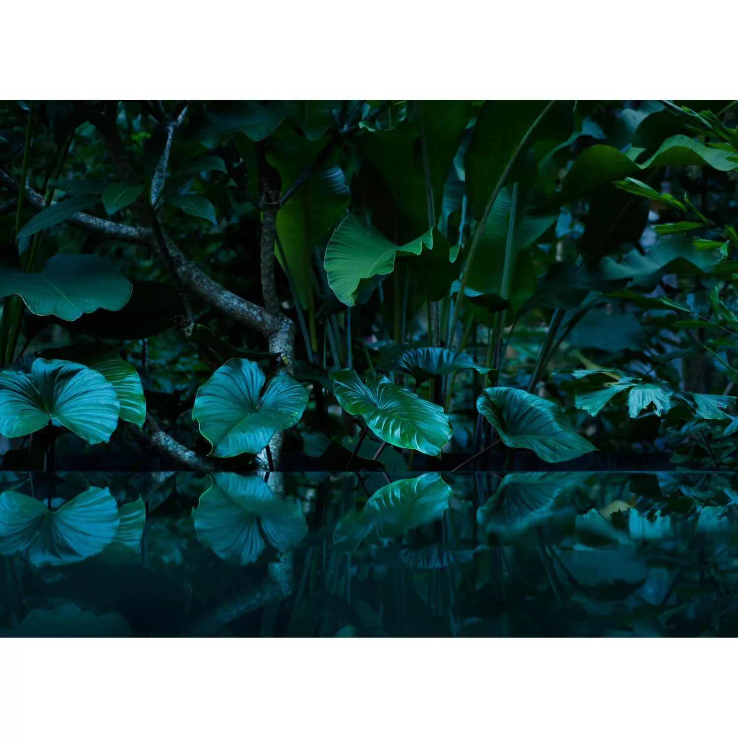 Fototapete Dschungel Regenwald Palmen Wasser Grün 3,50 m x 2,55 m FSC® günstig online kaufen