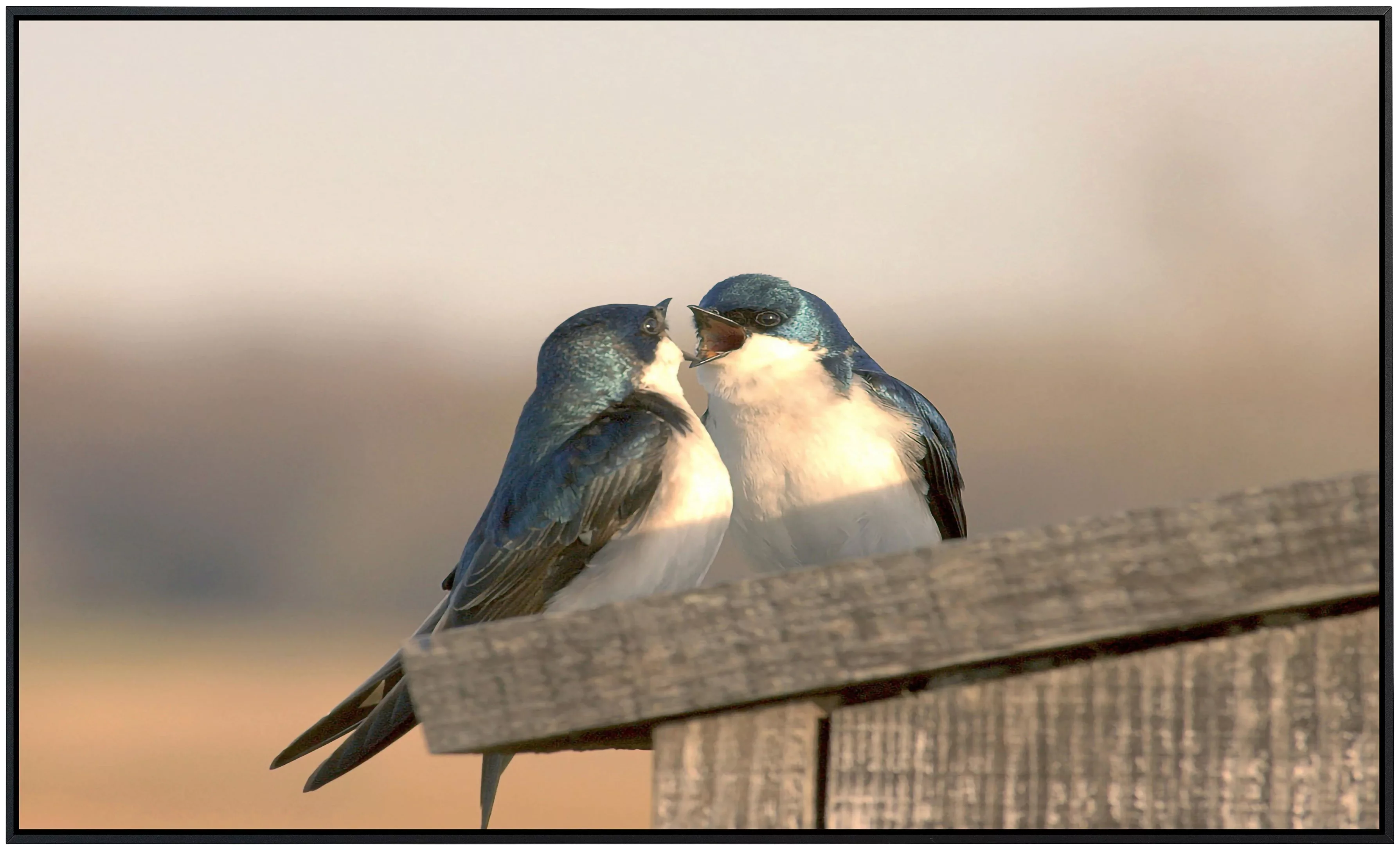 Papermoon Infrarotheizung »Liebesvögel«, sehr angenehme Strahlungswärme günstig online kaufen