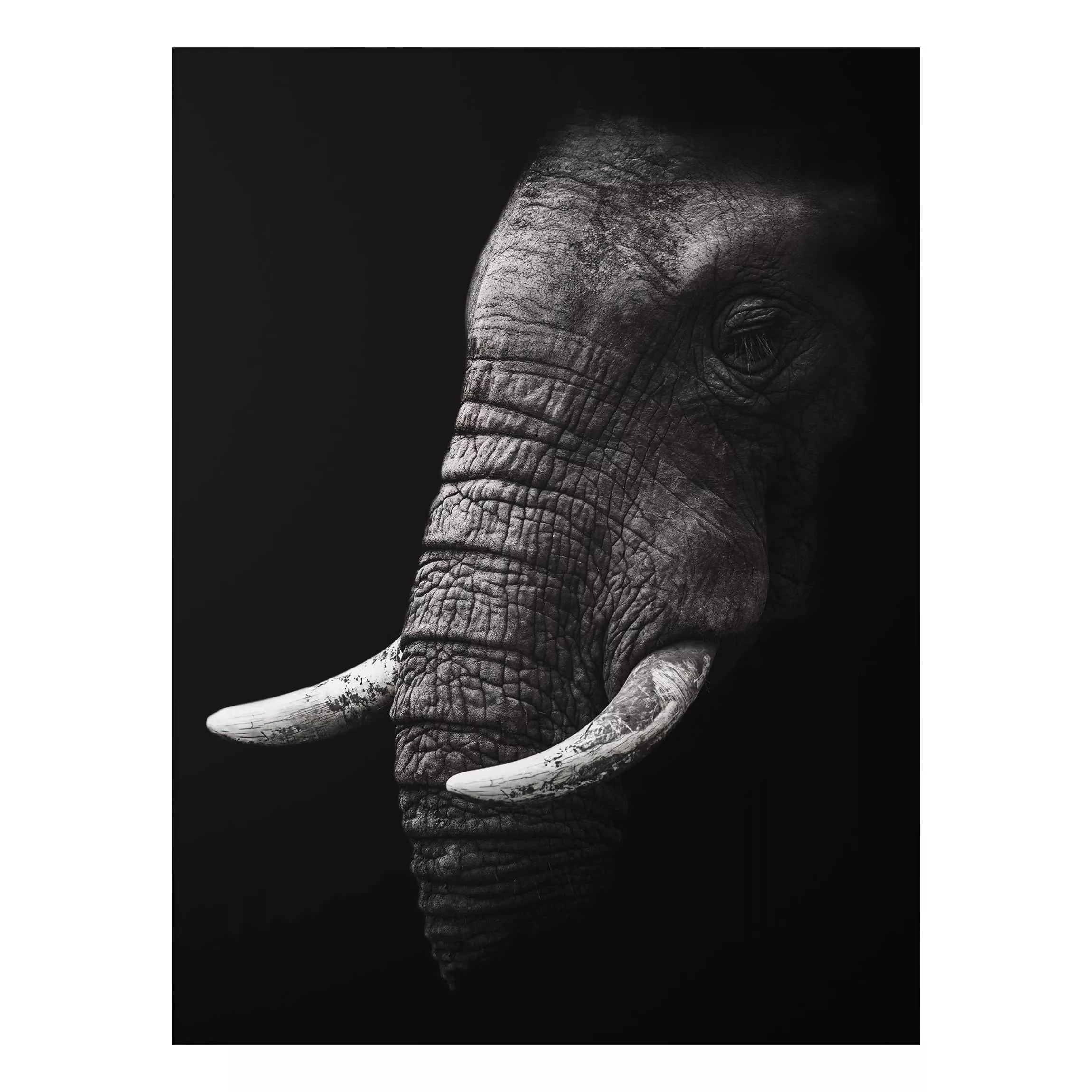 Alu-Dibond Bild Schwarz-Weiß - Hochformat 3:4 Dunkles Elefanten Portrait günstig online kaufen