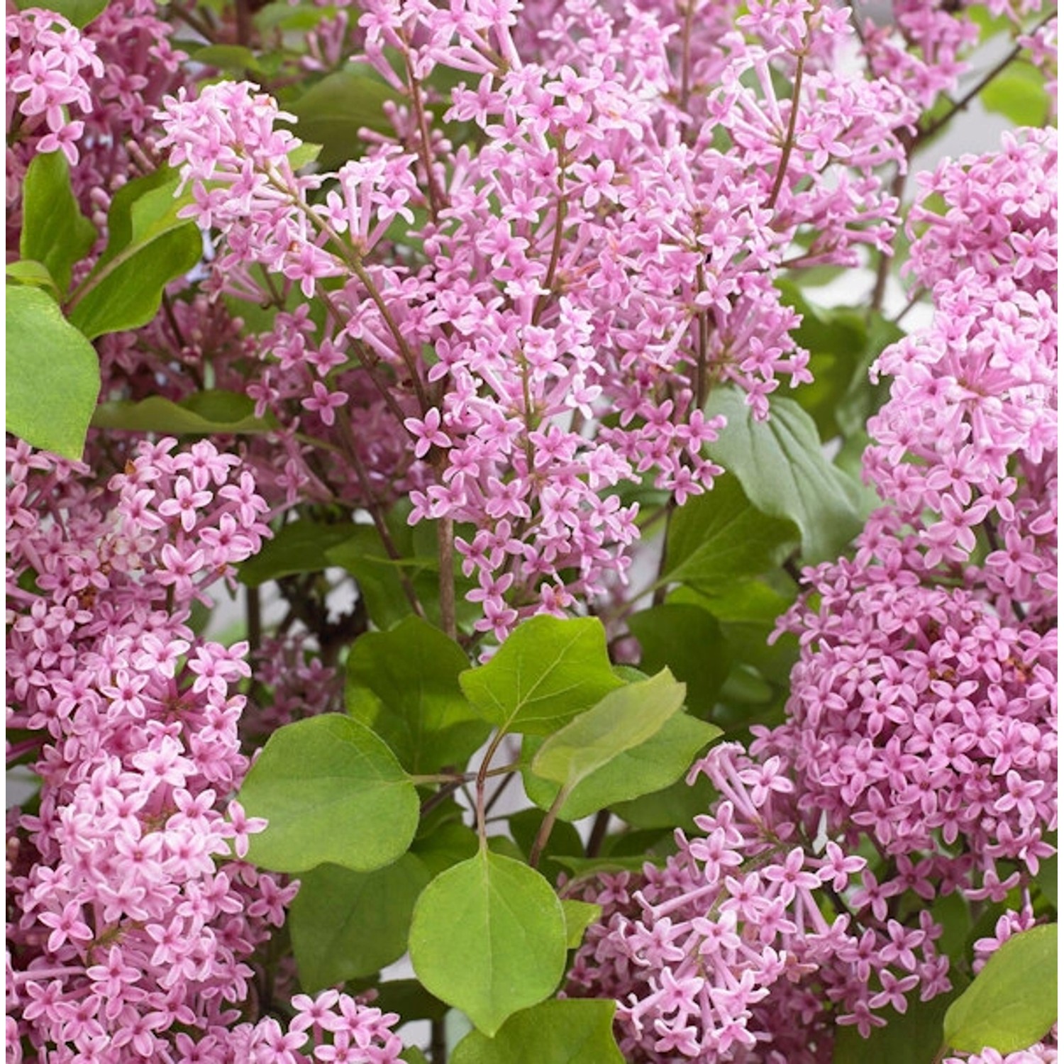 Zwergflieder FlowerfestaPink 40-60cm - Syringa vulgaris günstig online kaufen