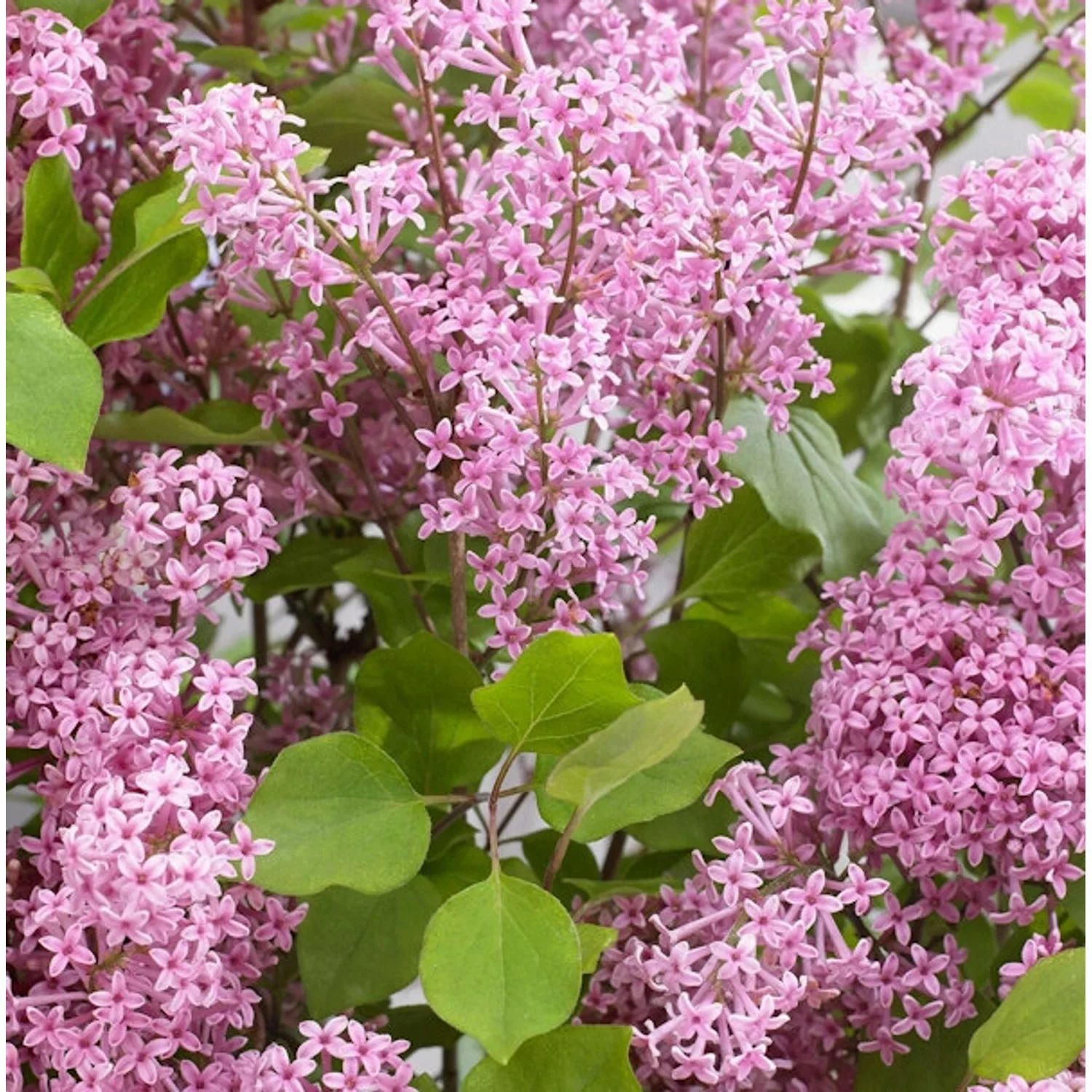 Hochstamm Zwergflieder FlowerfestaPink 80-100cm - Syringa vulgaris günstig online kaufen