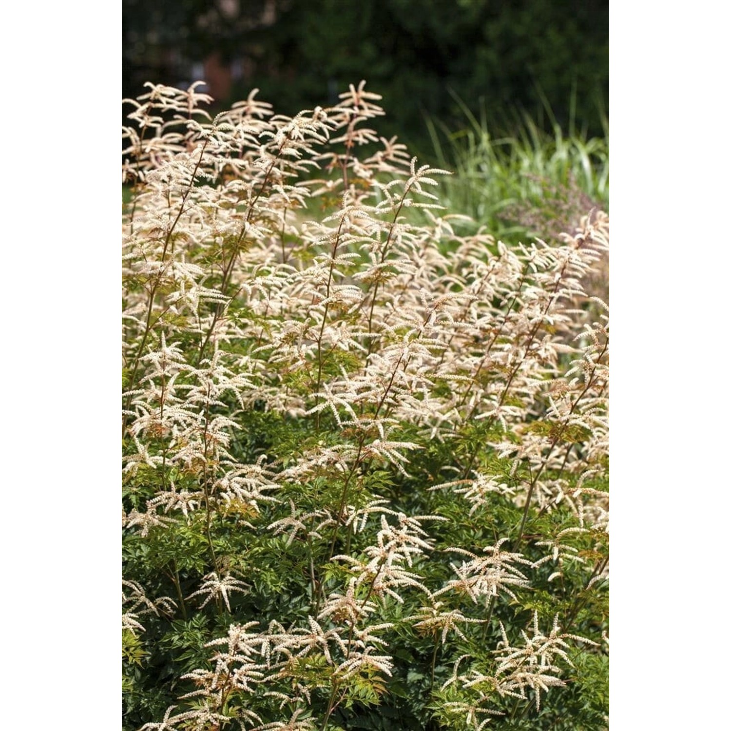 Aruncus Aethusifolius Horatio Zwerg Geißbart Ca. 11x11 cm Topf günstig online kaufen