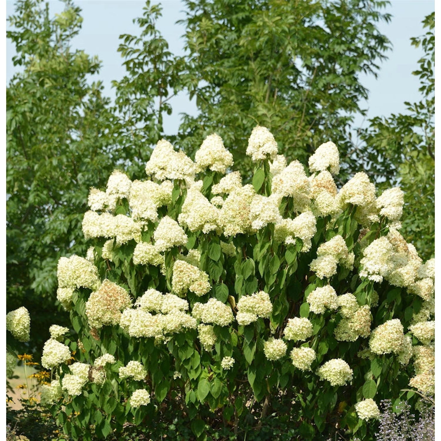 Rispenhortensie Skyfall 30-40cm - Hydrangea paniculata günstig online kaufen