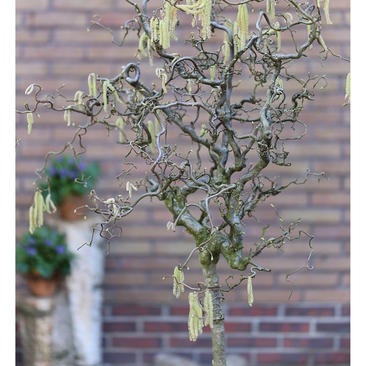 Hochstamm Korkenzieher Hasel 80-100cm - Corylus avellana günstig online kaufen