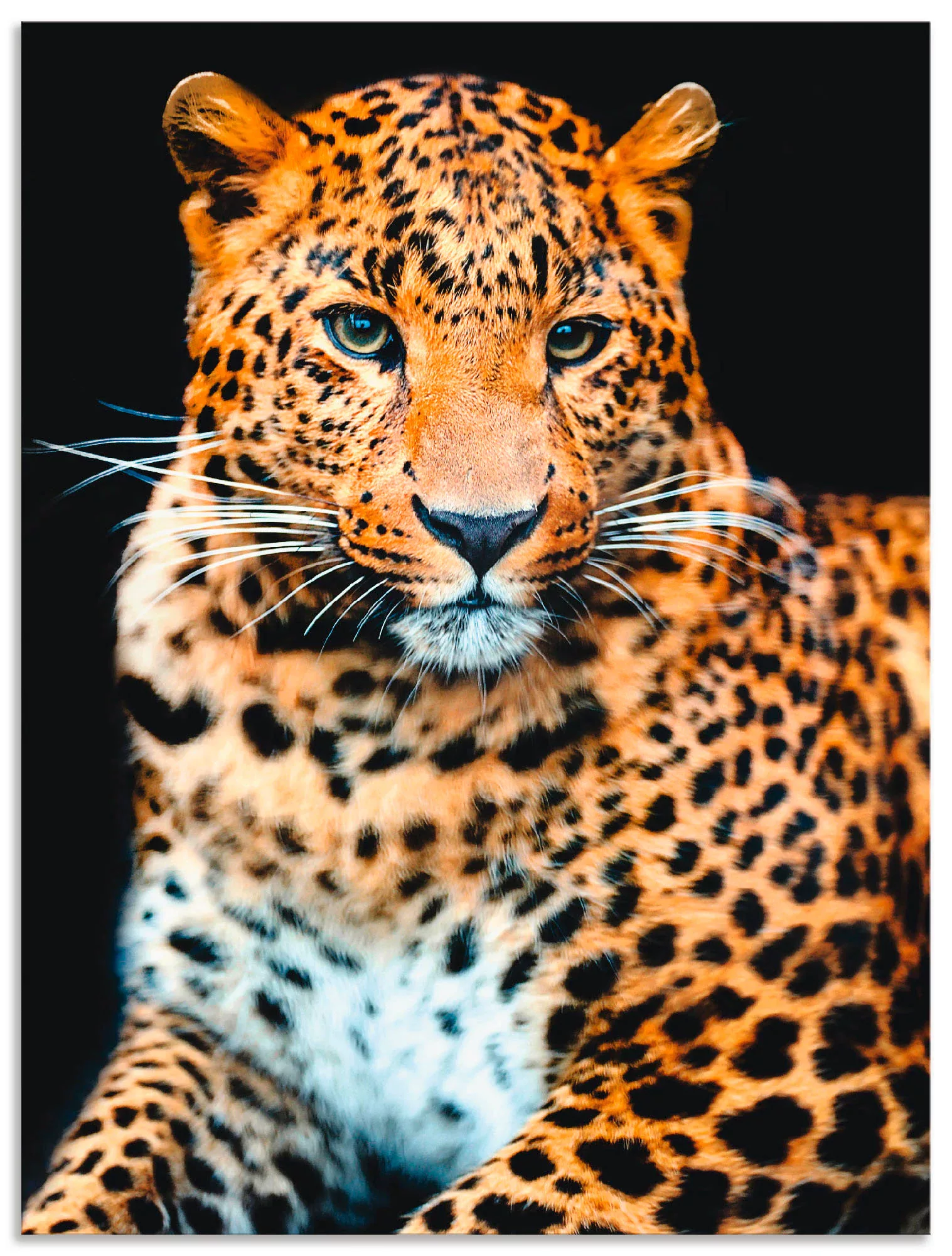 Artland Wandbild »Wütender wilder Leopard«, Wildtiere, (1 St.), als Alubild günstig online kaufen