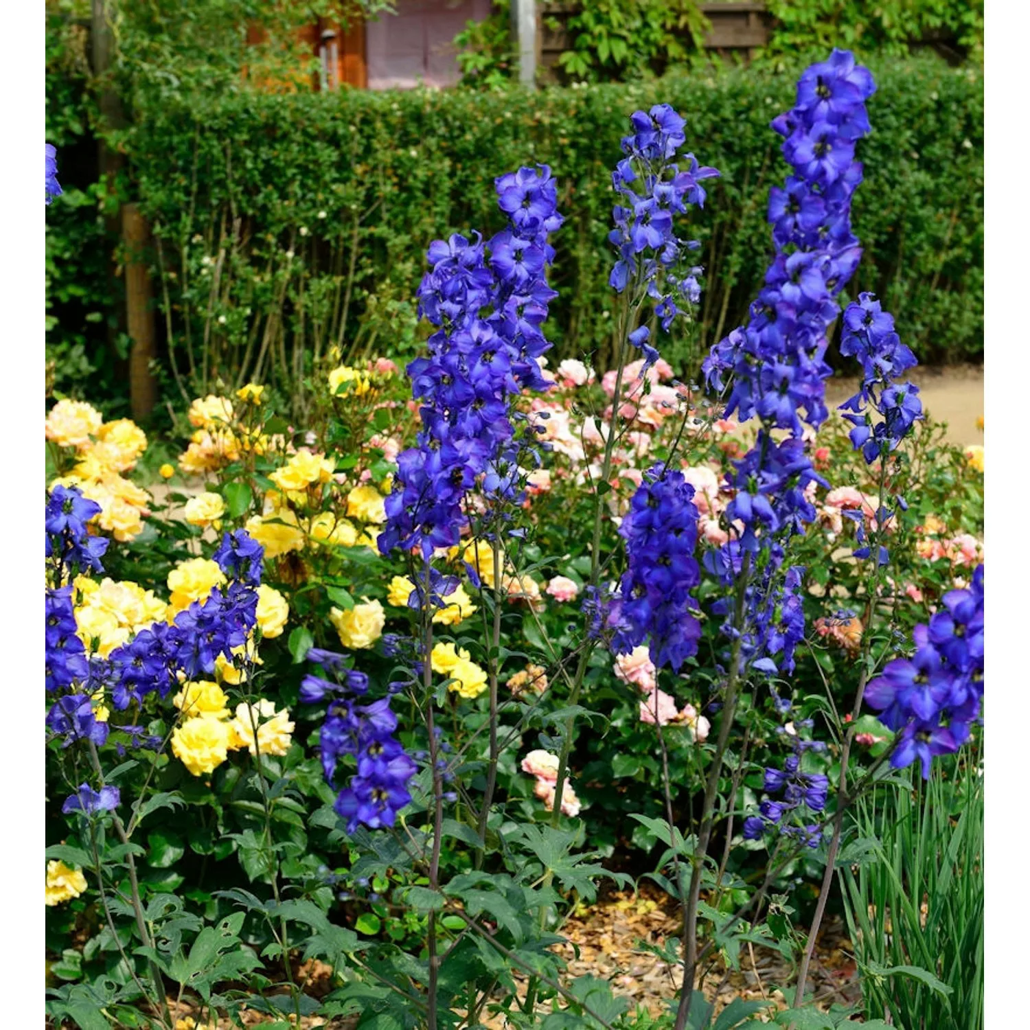 Rittersporn New Millennium Blue Lace - Delphinium günstig online kaufen