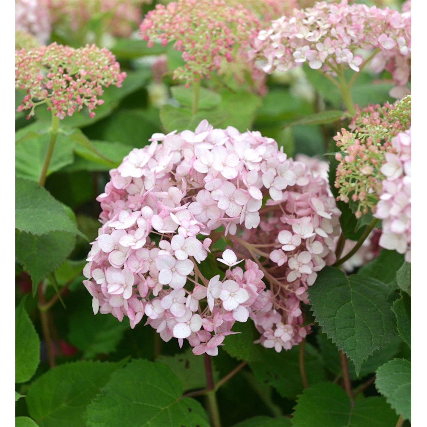 Ballhortensie Sweet Annabelle 40-60cm - Hydrangea arborescens günstig online kaufen