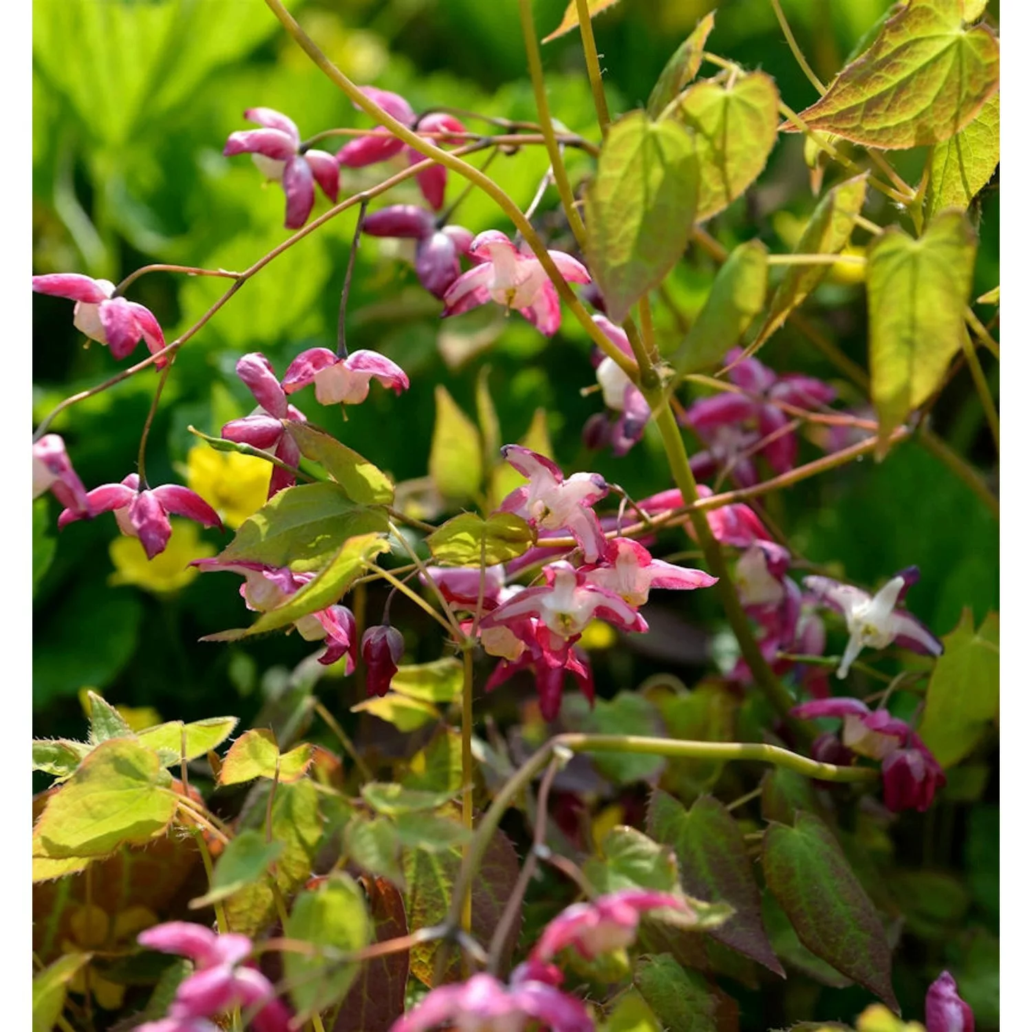 Elfenblume Galadriel - Epimedium rubrum günstig online kaufen