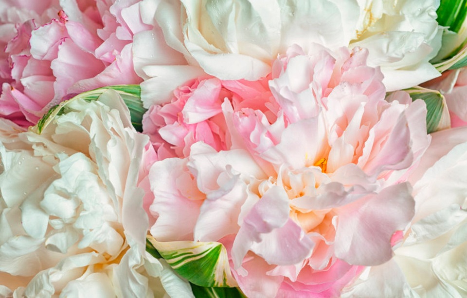 Papermoon Fototapete »Blooming Peonies« günstig online kaufen