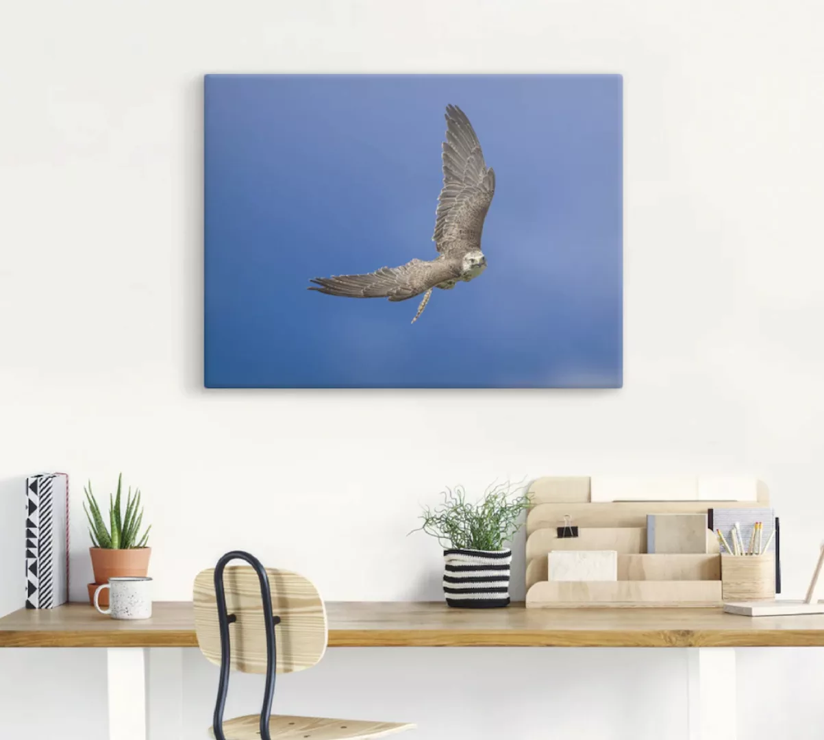 Artland Wandbild "Der Falke", Vögel, (1 St.), als Leinwandbild, Poster in v günstig online kaufen