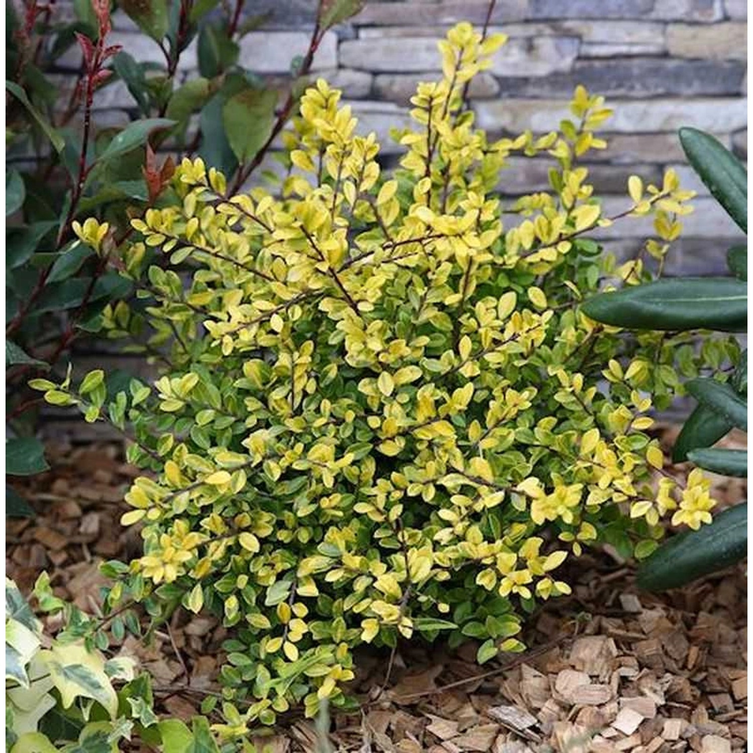 Gelber Bergilex Stechpalme 30-40cm - ilex crenata günstig online kaufen