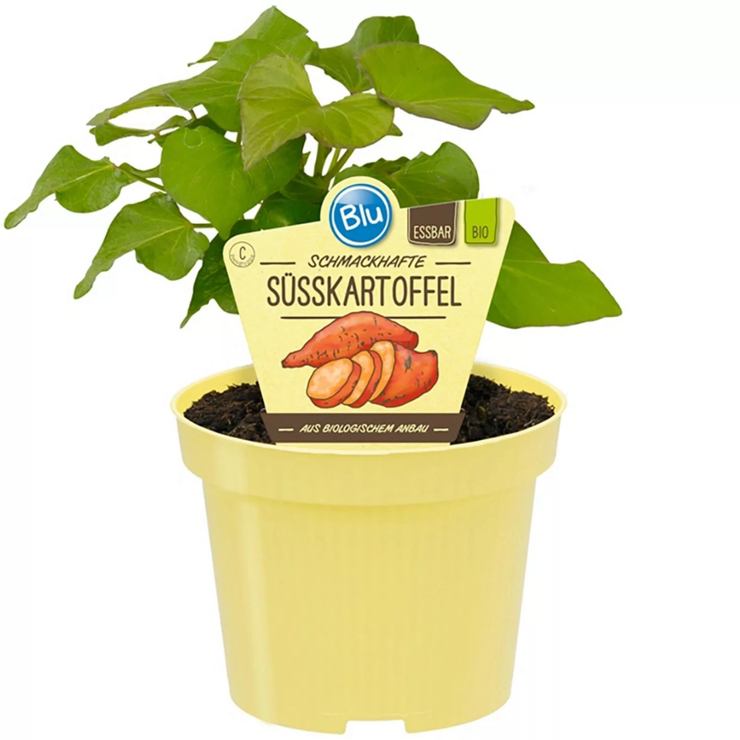 Blu Süßkartoffel Topf-Ø ca. 12 cm günstig online kaufen