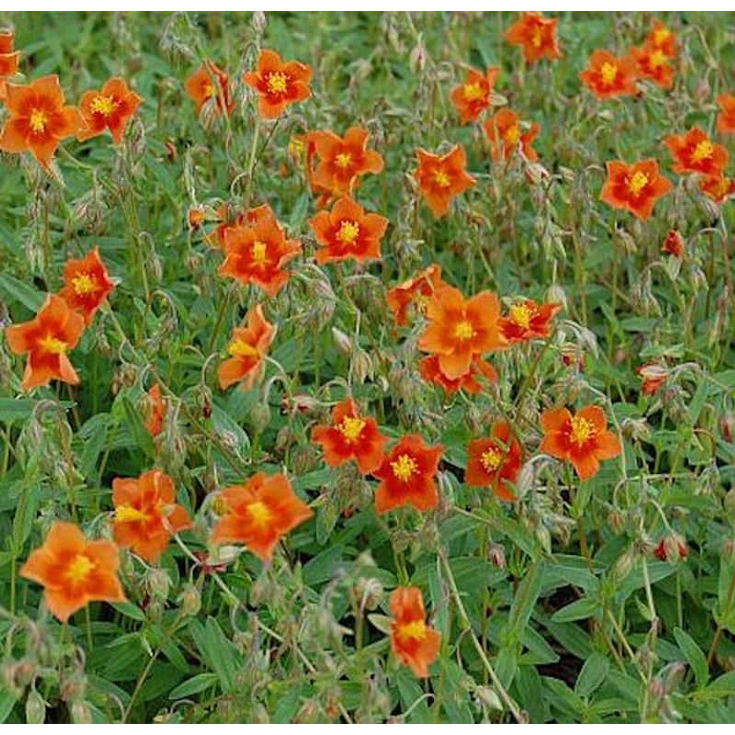 Sonnenröschen Watergate Orange - Helianthemum günstig online kaufen