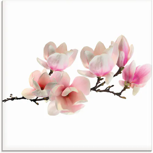 Artland Glasbild "Magnolie", Blumen, (1 St.) günstig online kaufen