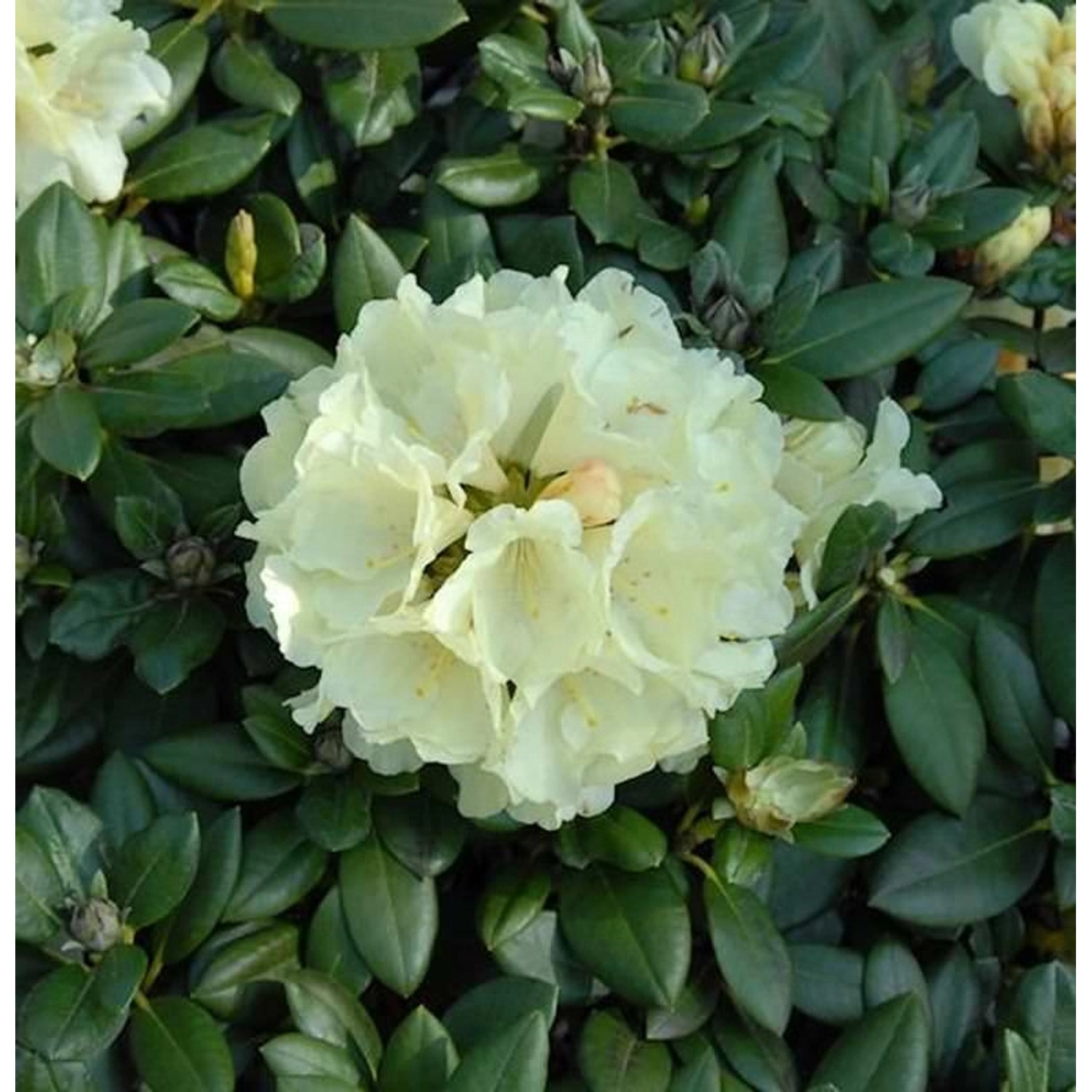 Rhododendron Centennial Gold 25-30cm - Alpenrose günstig online kaufen