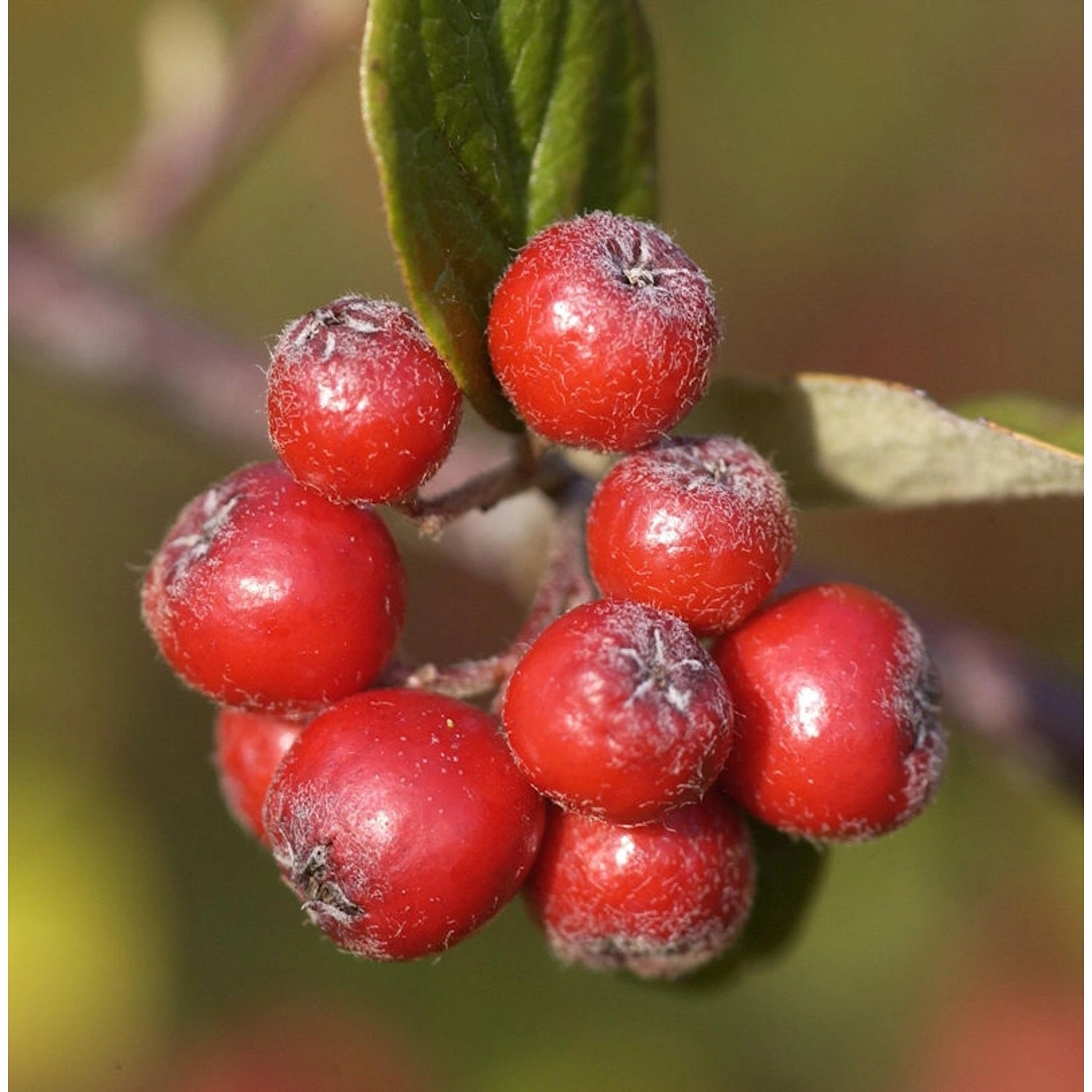 Graue Strauchmispel 60-80cm - Cotoneaster dielsianus günstig online kaufen