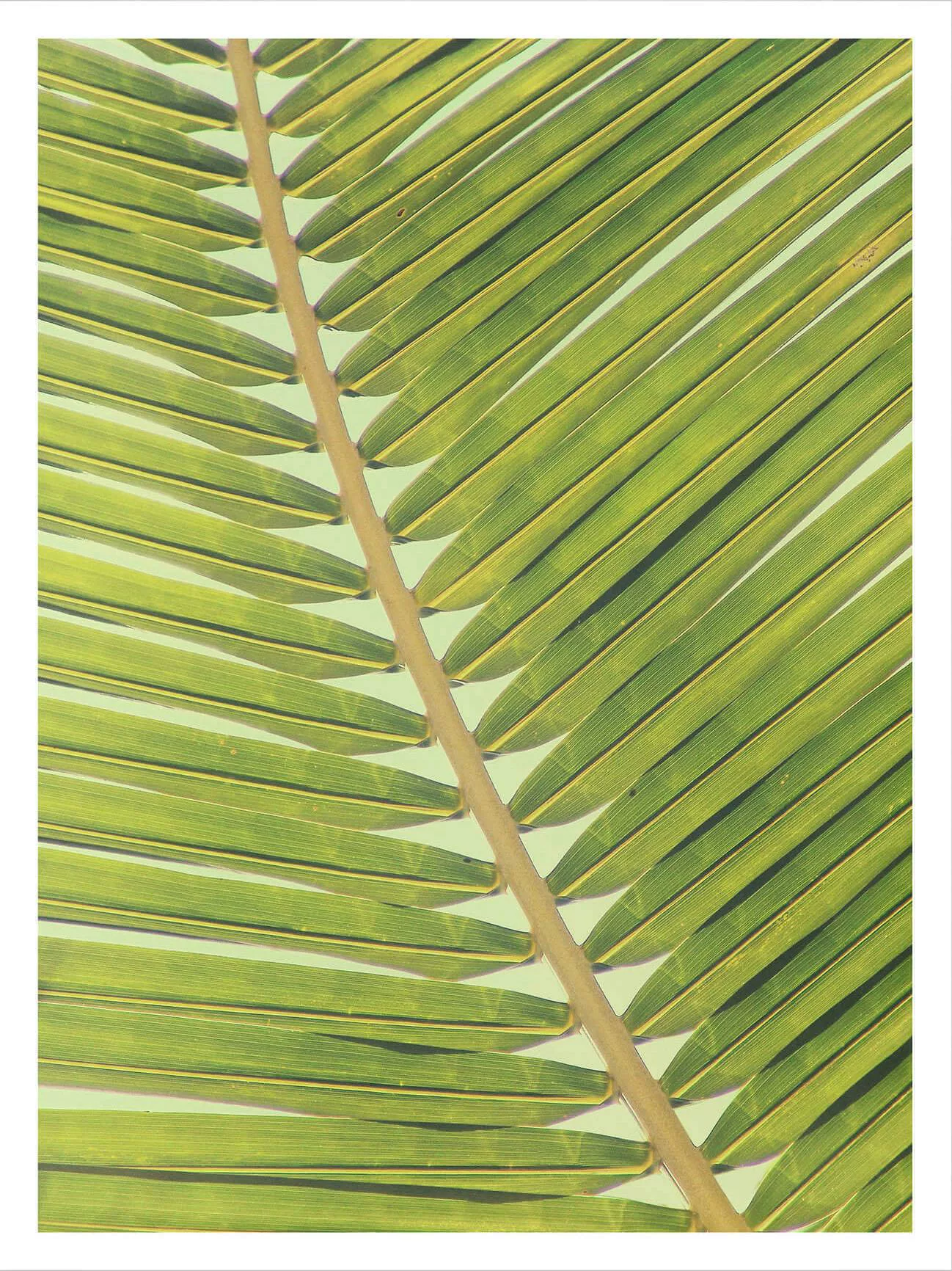 Wall-Art Poster »Palmenblätter Miami Palmen Urlaub«, (Set, 2 St.), Collage günstig online kaufen