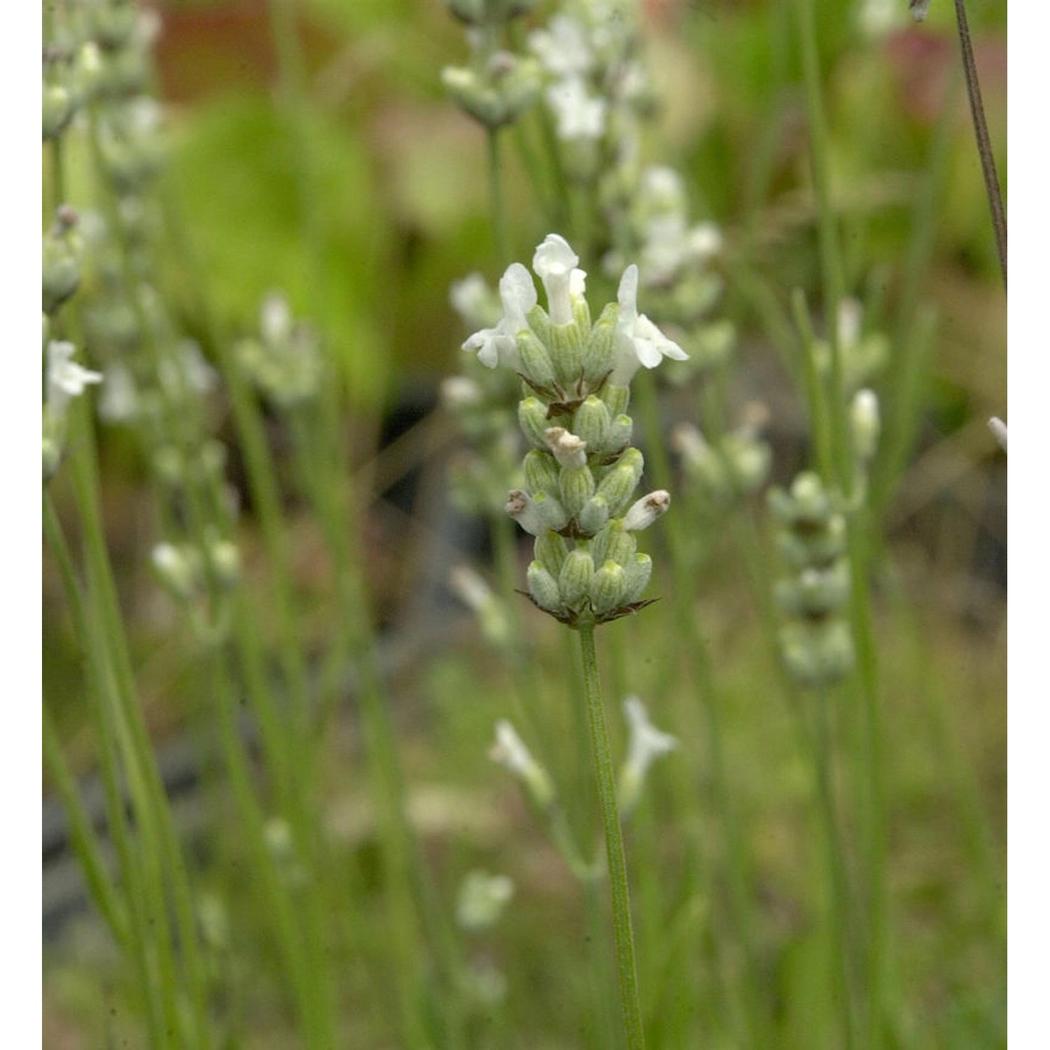 Echter Lavendel Alba - Lavandula angustifolia günstig online kaufen