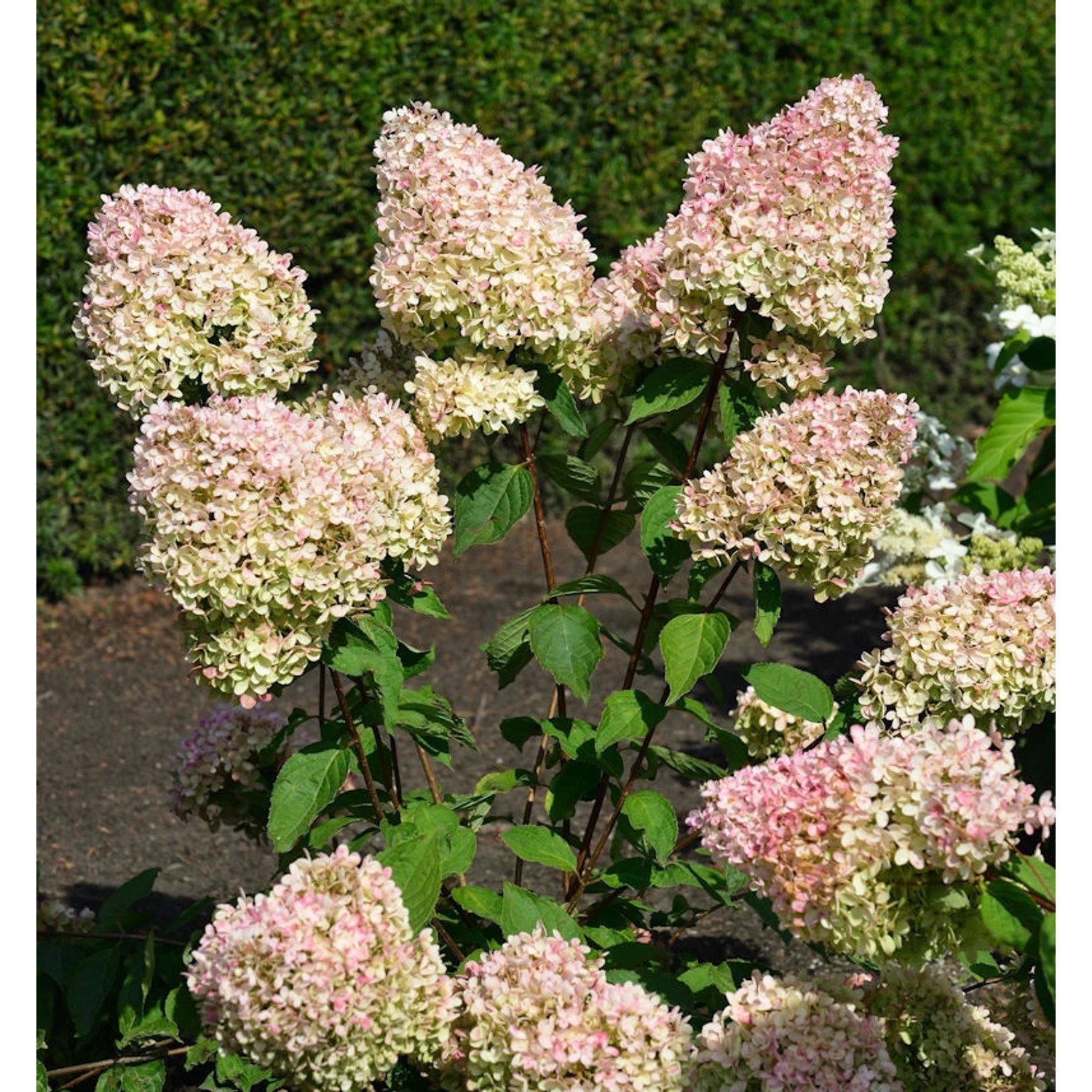 Rispenhortensie Summer Love 60-80cm - Hydrangea paniculata günstig online kaufen