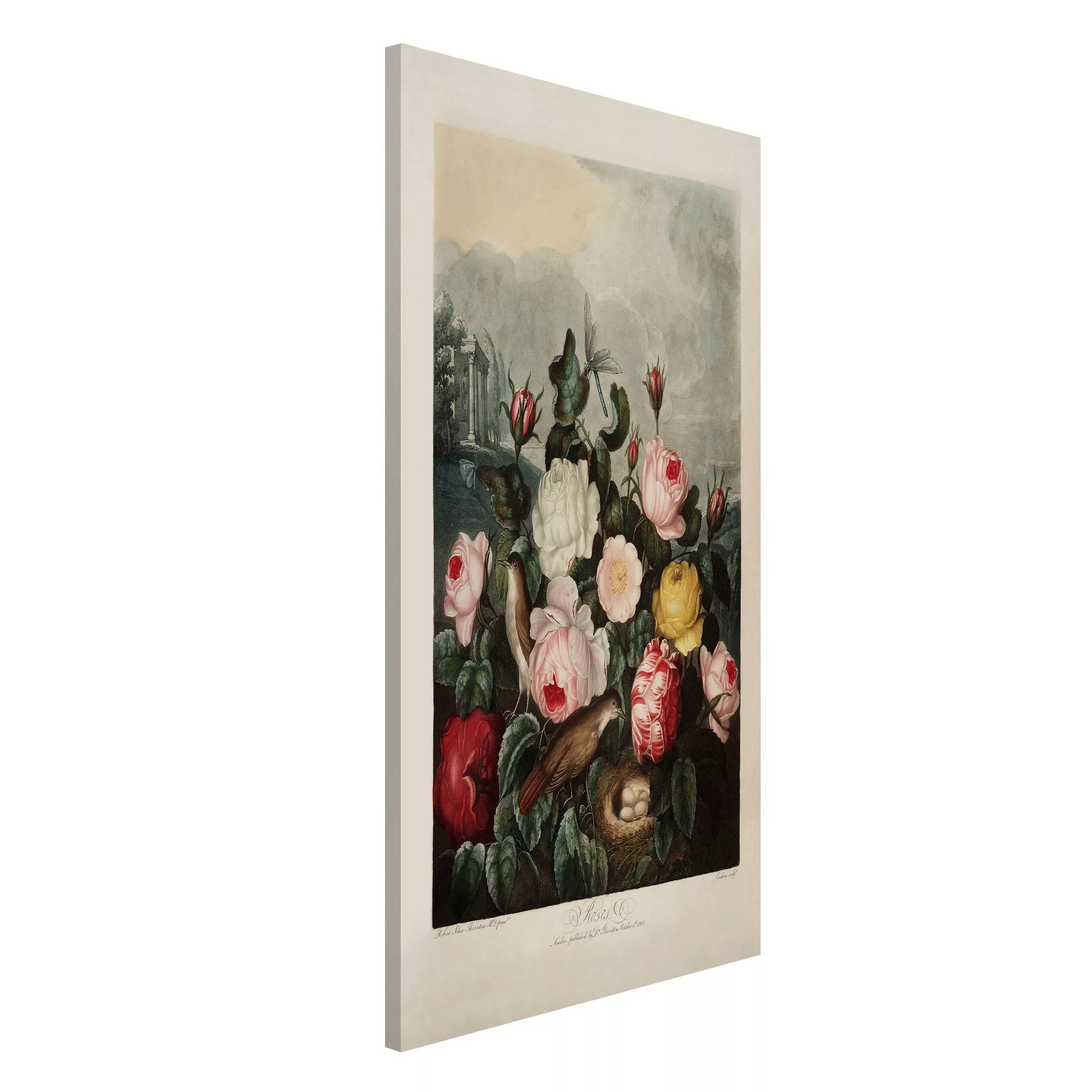 Magnettafel Blumen - Hochformat 3:4 Botanik Vintage Illustration Rosen günstig online kaufen