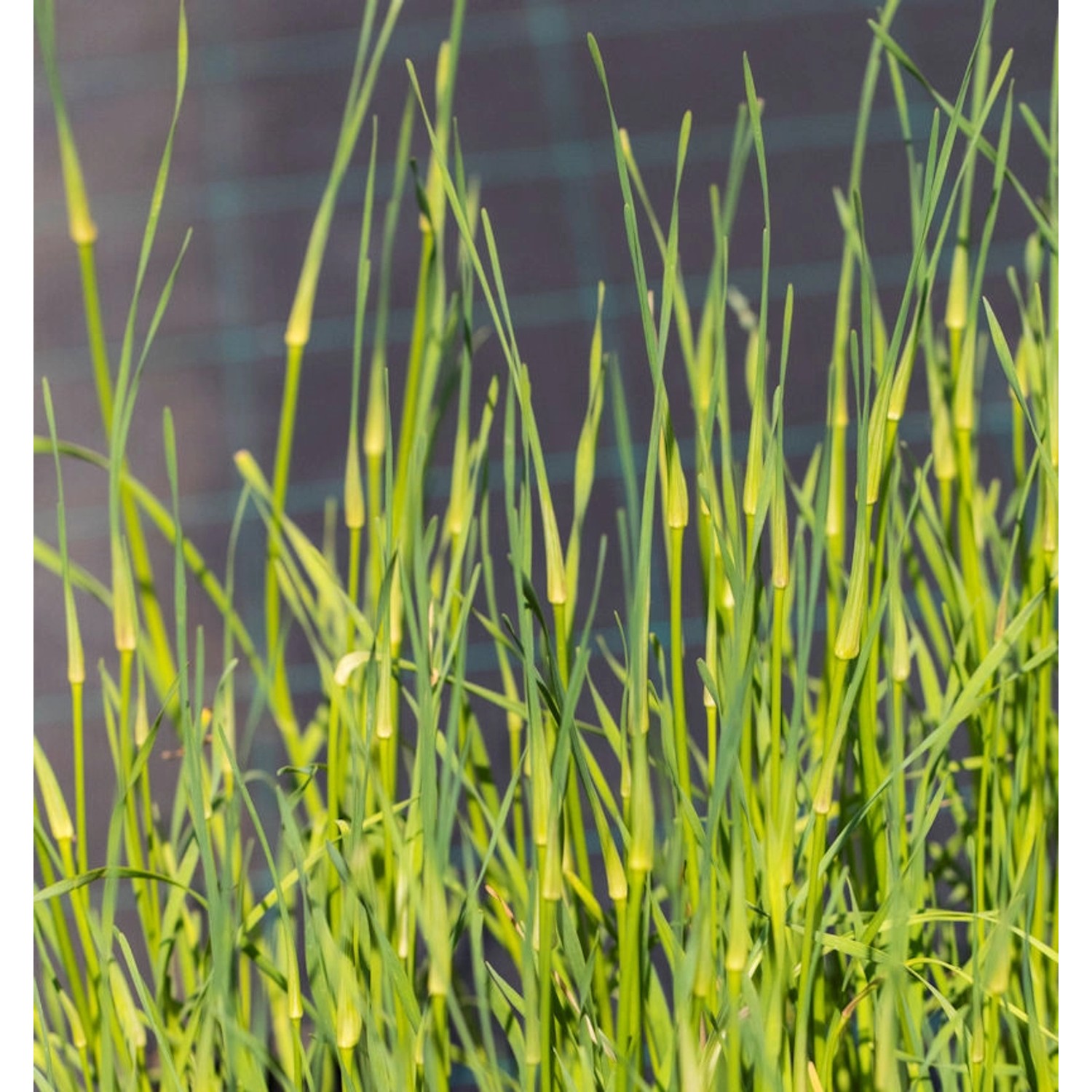 Weisser gekielter Lauch - Allium carinatum günstig online kaufen