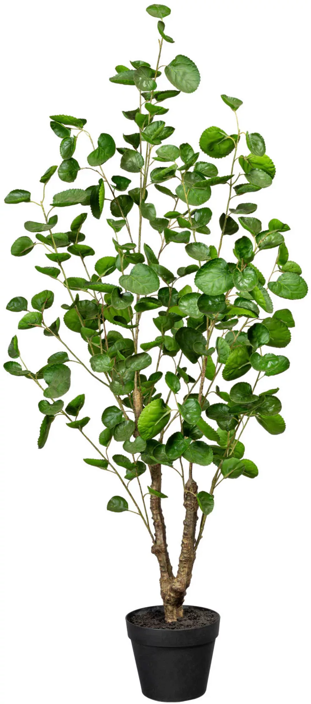Creativ green Künstliche Zimmerpflanze »Fiederaralie« günstig online kaufen