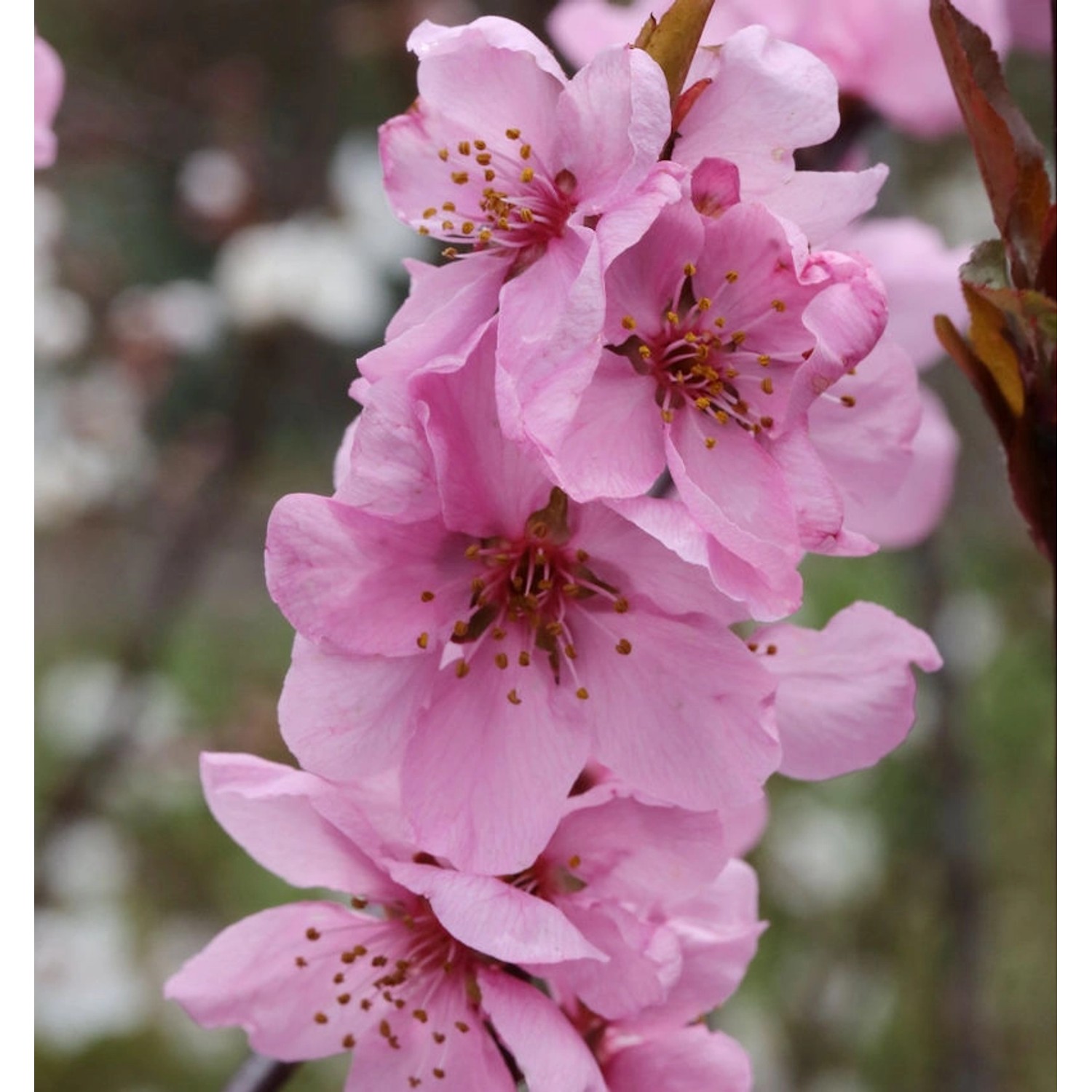 Zierpfirsich Spring Glow 125-150cm - Prunus persica günstig online kaufen