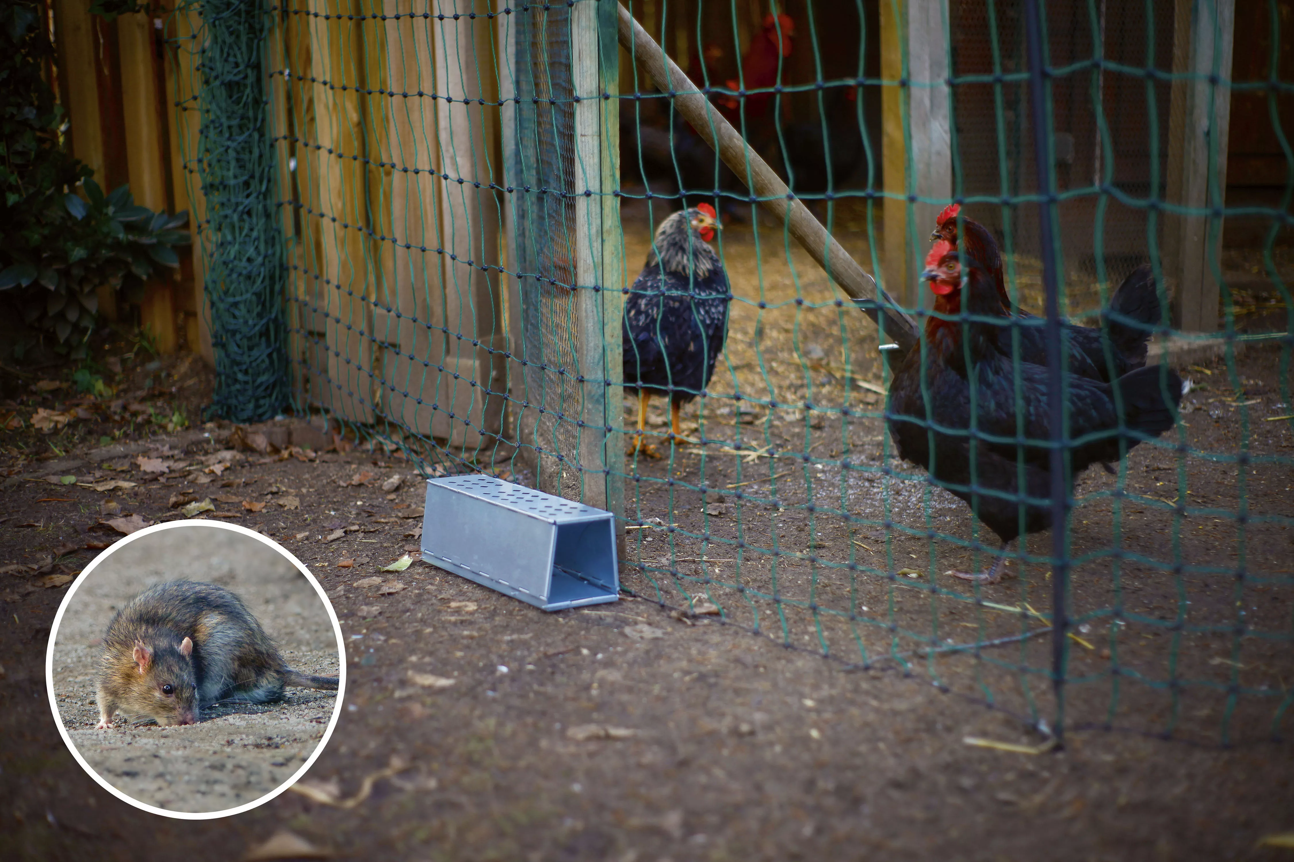 Gardigo Lebendfalle, für Ratten, Metall günstig online kaufen