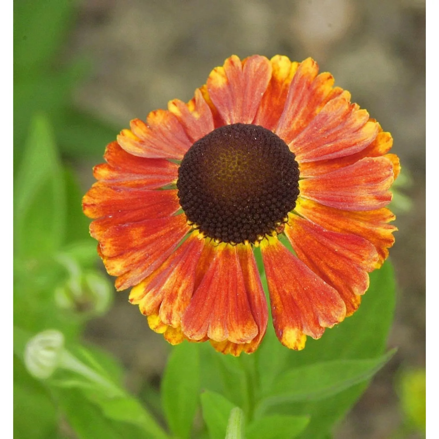 Sonnenbraut Waltraut - Helenium günstig online kaufen