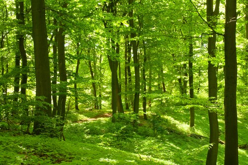 Papermoon Fototapete »German Beech Forest« günstig online kaufen